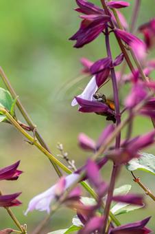 ホシホウジャク⑺の写真