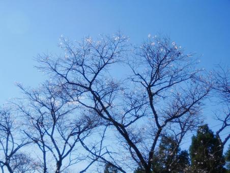 青空と冬桜の写真