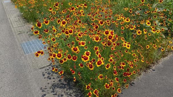 Photo, harshagik, plant, road, 