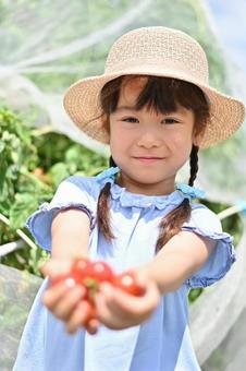 一個微笑的女孩在田地裡收穫小西紅柿 2 夏, JPG