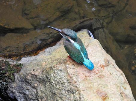 橋の下の岩にとまるカワセミ 橋の下の岩にとまるカワセミ カワセミ,鳥,鳥類の写真素材