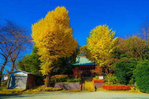 寺を彩る秋の銀杏 寺を彩る秋の銀杏 銀杏の木,黄色,紅葉の写真素材