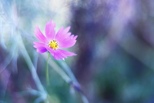 淡いイメージのピンクのコスモス 淡いイメージのピンクのコスモス コスモス,秋,花の写真素材