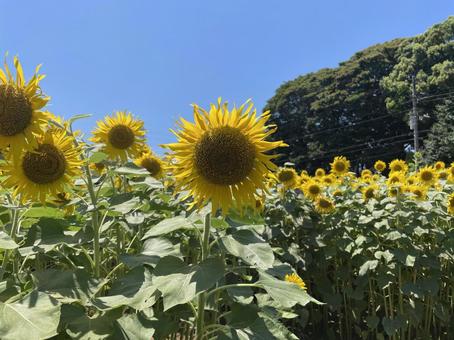 Photo, sunflower, sun flower, a crowd, 