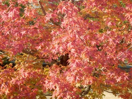 【紅葉写真】美しい紅葉 紅葉,自然,風景の写真素材