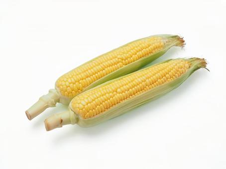 とうもろこし とうもろこし とうもろこし,白バック,夏野菜の写真素材