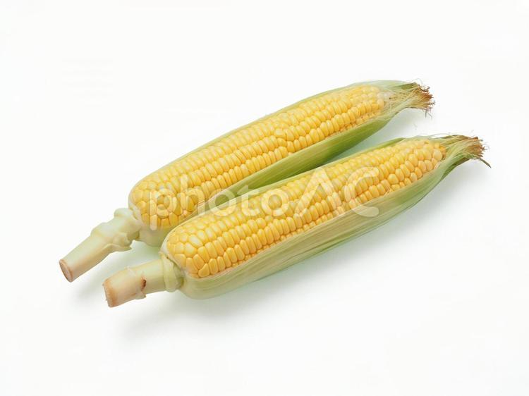 とうもろこし とうもろこし,白バック,夏野菜の写真素材