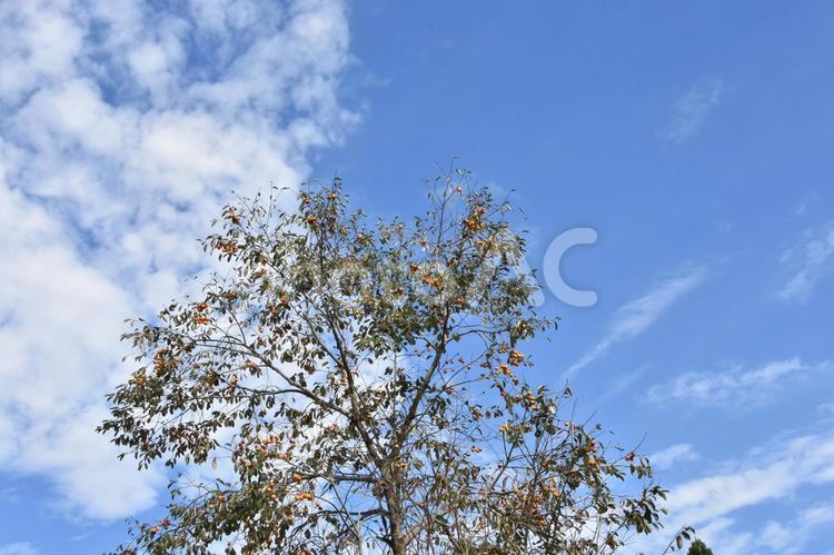 柿の木と青い空 雲,空,青空の写真素材