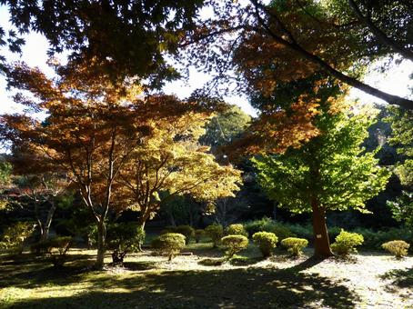 少しずつ紅葉が進む11月の源氏山公園 紅葉,葉,木の写真素材