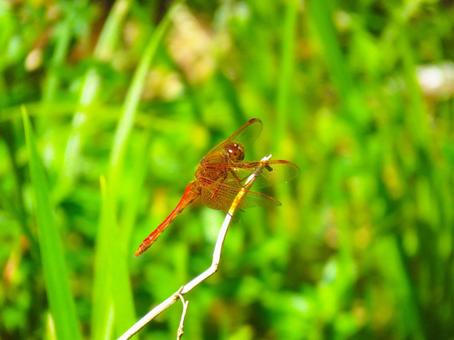 枝に留まるキトンボ 枝に留まるキトンボ キトンボ,昆虫,生物の写真素材