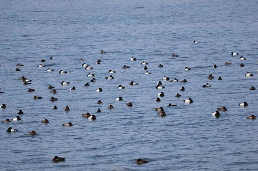 青い湖面にたくさんの水鳥の風景 青い,湖面,たくさんの写真素材
