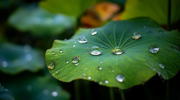 潤う蓮の葉と、その上の水滴の美しさ 潤う蓮の葉と、その上の水滴の美しさの写真