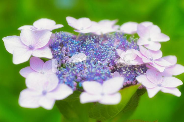 アジサイ　紫陽花　あじさい 6月,紫陽花,2023年の写真素材