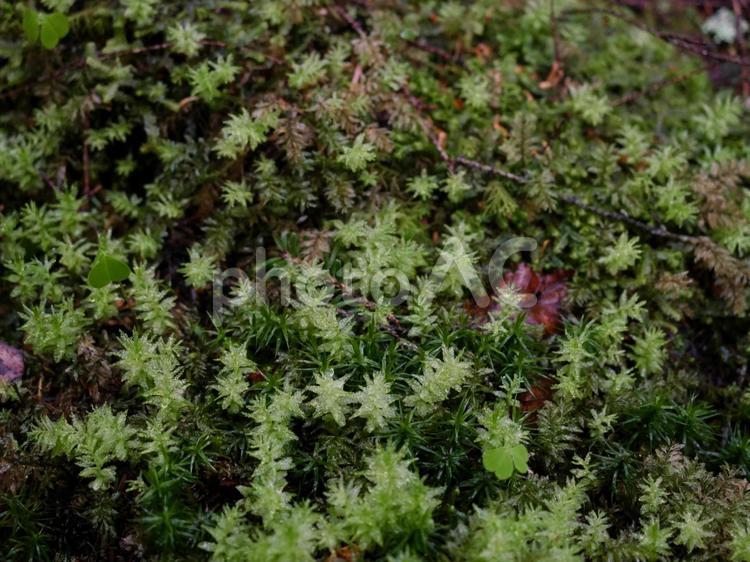 雨の白駒の森 苔,コケ,苔の森の写真素材