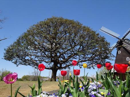 四月のアンデルセン公園-74 四月のアンデルセン公園-74 四月,ふなばしアンデルセン公園,千葉県船橋市の写真素材