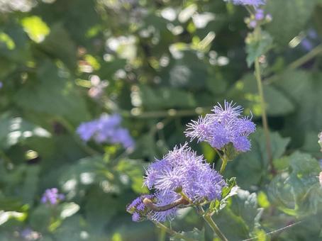 木漏れ日の中の紫色の花 木漏れ日の中の紫色の花の写真