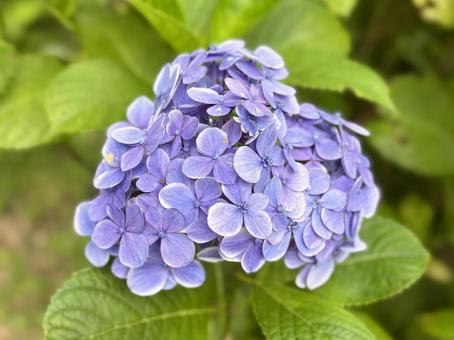Purple hydrangea, JPG Purple hydrangea, JPG