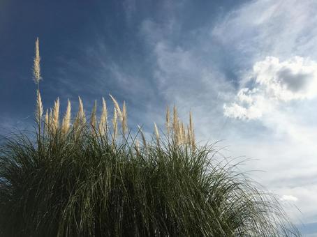 秋の空 フワフワ植物 キラキラ輝く植物 自然,空,屋外での写真素材