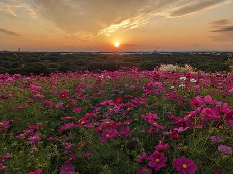 夕日とコスモス 夕日とコスモスの写真