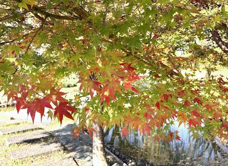 紅葉 紅葉,秋,もみじの写真素材