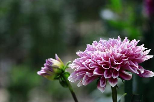 Photo, dahlia, flower, asteraceae plant, 