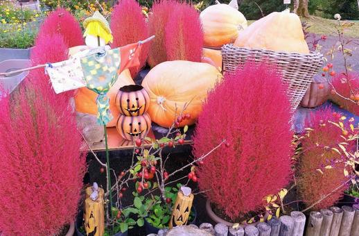 ハロウィン・ディスプレイ/とっとり花回廊 ハロウィン・ディスプレイ/とっとり花回廊 ハロウィン,ディスプレイ,飾りの写真素材