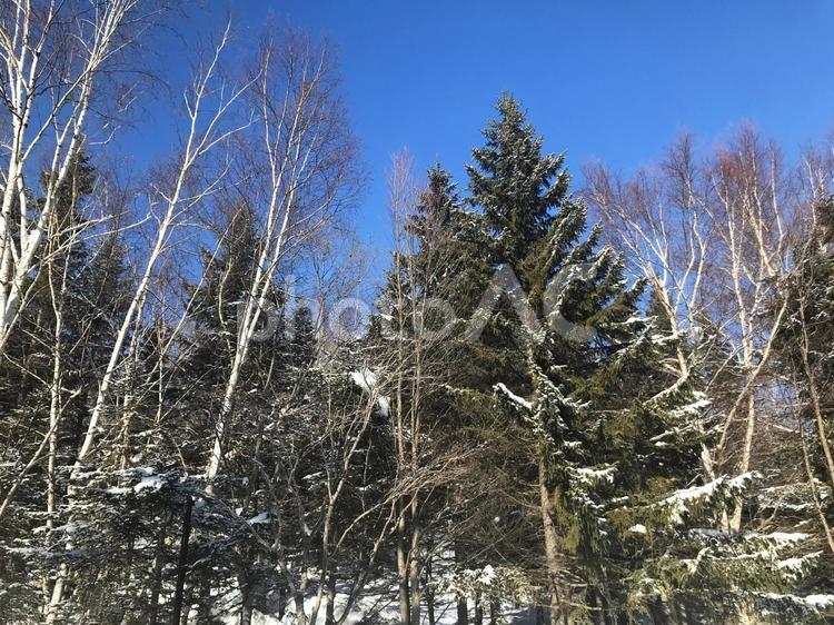冬の森林01 冬,森林,雪の写真素材