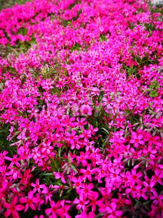 満開の芝桜 芝桜,シバザクラ,満開の写真素材