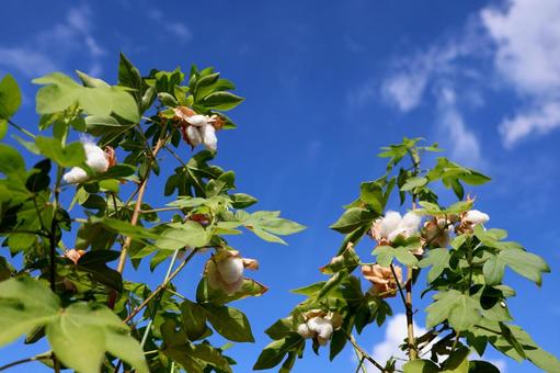 綿１２（綿毛） 綿,植物,屋外の写真素材