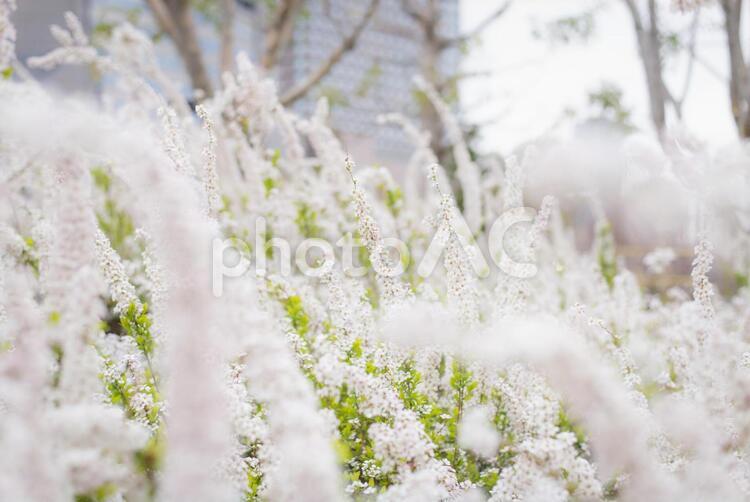 春の季節に咲くユキヤナギの花 ユキヤナギ,雪柳,植物の写真素材