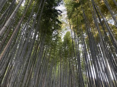 竹林 竹,竹林,空の写真素材