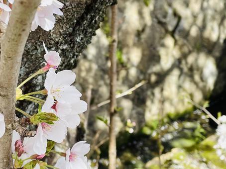 桜1 春,春の景色,ピンク色の写真素材