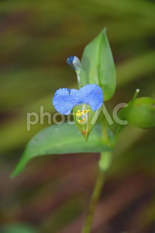 水色の花 春,かわいい,自然の写真素材