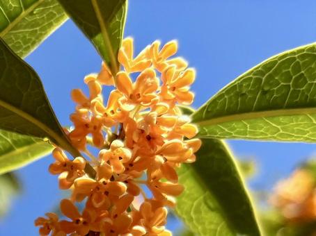 青空と金木犀 金木犀,花,植物の写真素材