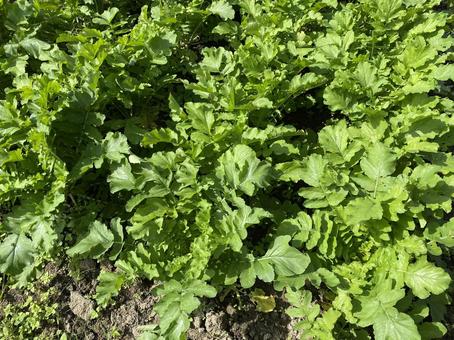 収穫前の大根 収穫前の大根 作物,収穫,野菜の写真素材