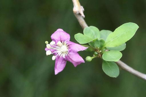クコの花 クコの花 薬木,クコの木,枸杞の写真素材