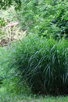 Japanese silver grass, JPG
