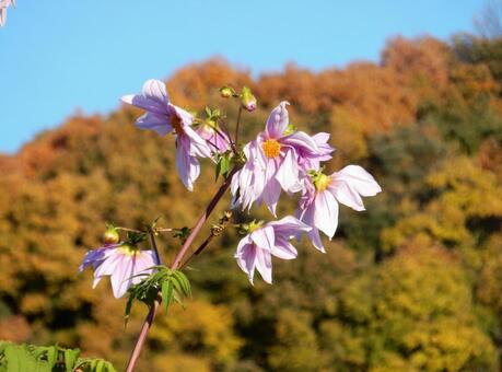 【花の写真】皇帝ダリア 皇帝ダリア,コウテイダリア,植物の写真素材