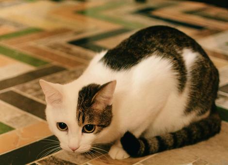まるくなる白猫 まるくなる白猫 白猫,しろねこ,ペットの写真素材