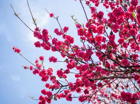 Photo, natural, it's beautiful, spring, 