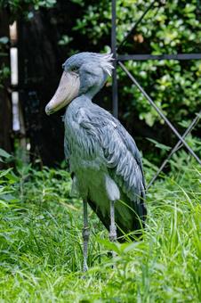 ハシビロコウ ハシビロコウ ハシビロコウ,ペリカン目,鳥の写真素材