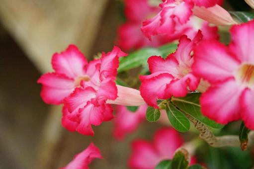 鮮やかなピンクの花が咲き誇る 鮮やかなピンクの花が咲き誇る ピンク,花,鮮やかの写真素材