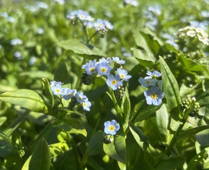 小さな青のひかり 小さな青のひかり 春の花,忘れな草,マクロ撮影の写真素材