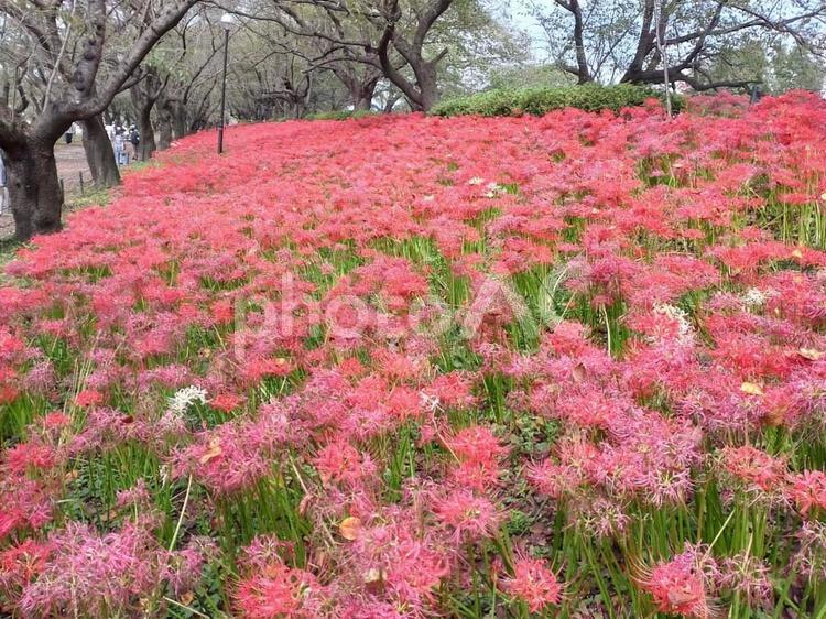 権現堂の彼岸花 彼岸花,曼珠沙華,権現堂堤の写真素材