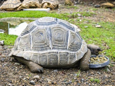 ごちそうに夢中な大きなカメ ごちそうに夢中な大きなカメ カメ,リクガメ,動物の写真素材