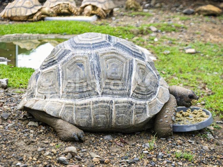ごちそうに夢中な大きなカメ カメ,リクガメ,動物の写真素材