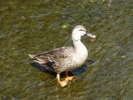水深浅い川面に立つカルガモ 水深浅い川面に立つカルガモの写真