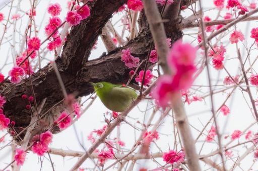梅とメジロ 梅とメジロの写真