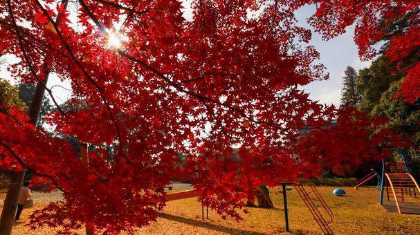 佐白山麓公園の紅葉と太陽と公園 佐白山麓公園の紅葉と太陽と公園 日動美術館,佐白山麓公園,紅葉の写真素材