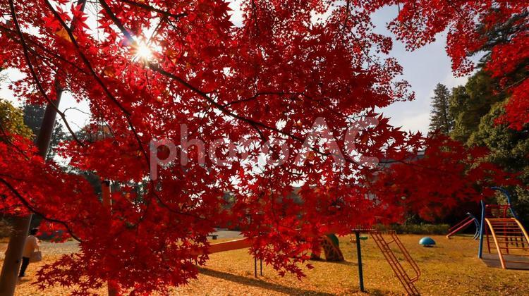 佐白山麓公園の紅葉と太陽と公園 日動美術館,佐白山麓公園,紅葉の写真素材
